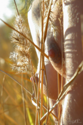 Dry-Branches