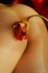 Pussy-in-flowers