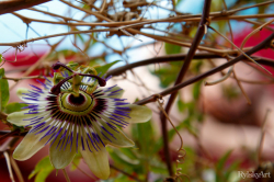 Passionflower